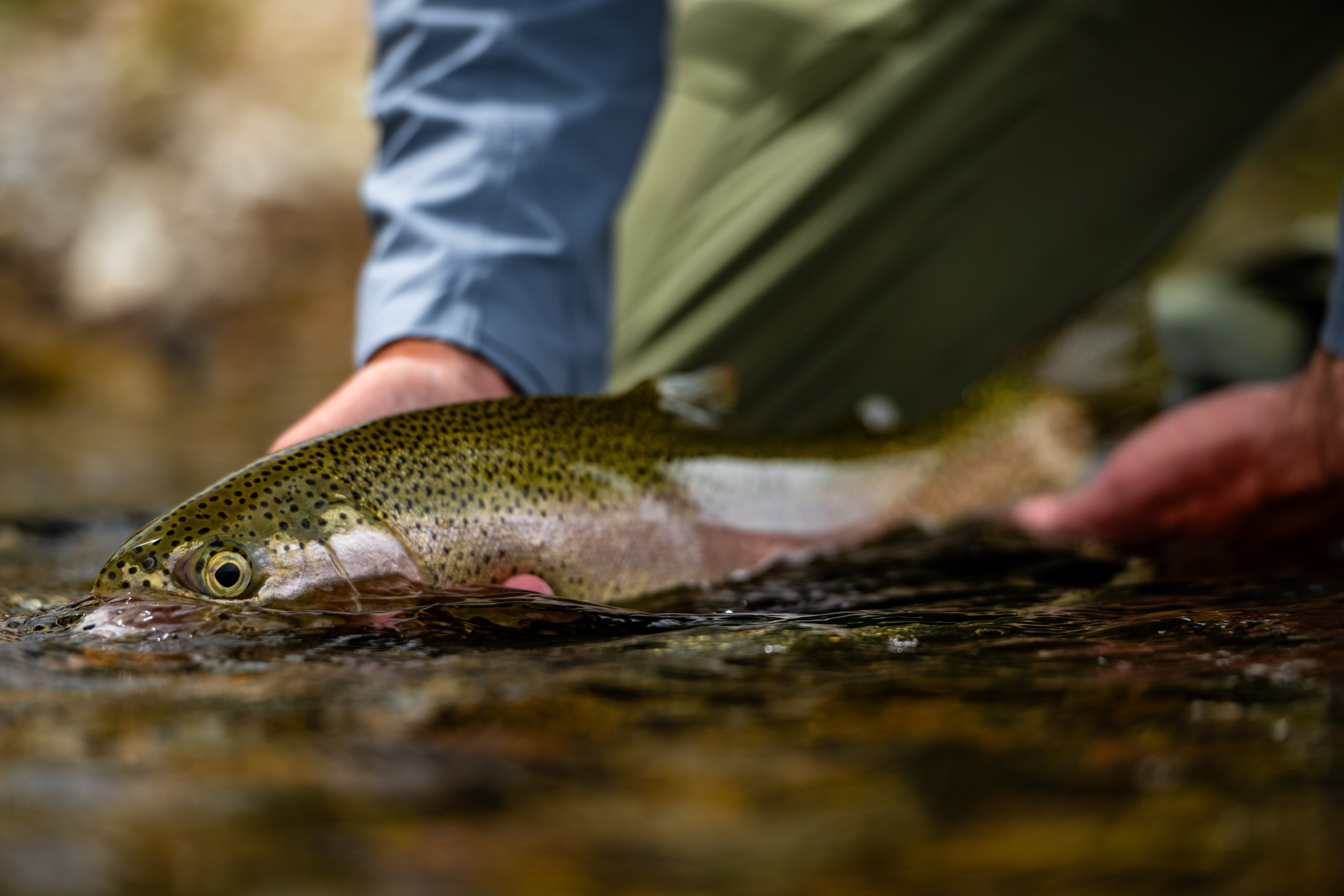 Trout
